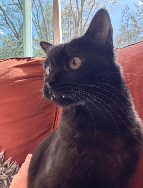 Кот черный Кот с большими зубами